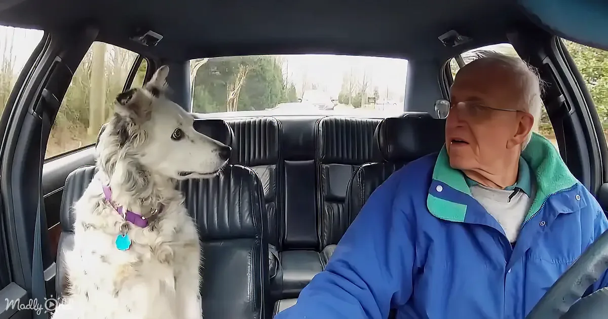 The Smartest Dog in the World Understands Over 1,000 Words