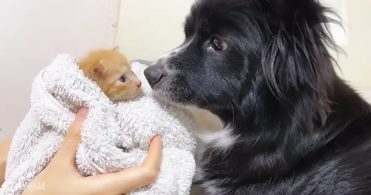 A fluffy black dog gazes at a tiny orange kitten wrapped in a white towel.