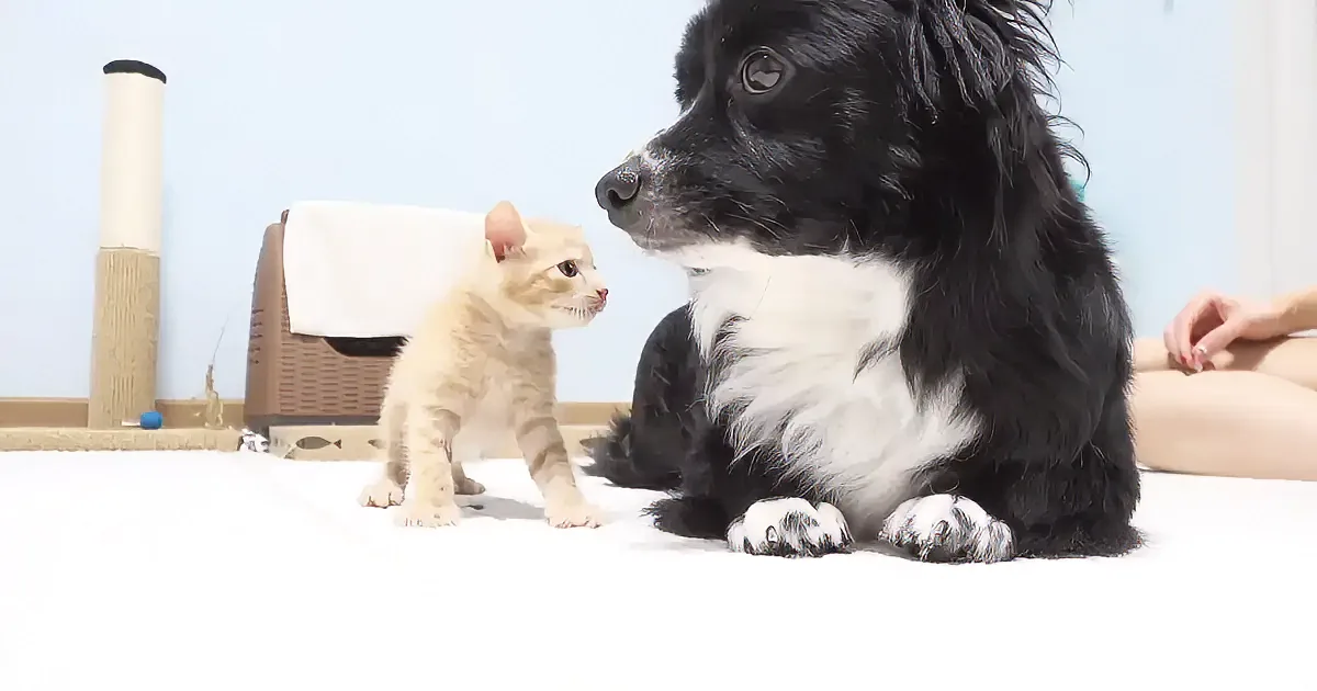 A fluffy black and white dog lies next to a small cream kitten on a white floor.