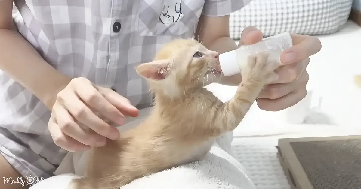 A light-colored kitten is being bottle-fed by a person wearing a checkered shirt.