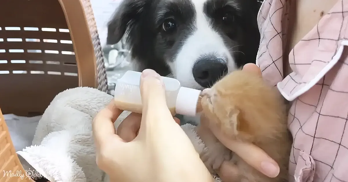 A person is feeding a small brown puppy with a bottle while a black and white dog watches.