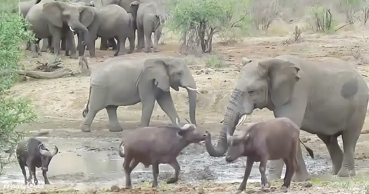 Elephants and buffalo gather near a watering hole in a natural setting.