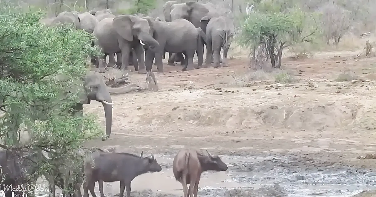 Elephants gather near a watering hole, while water buffalo stand nearby in a dry, shrub-filled area.