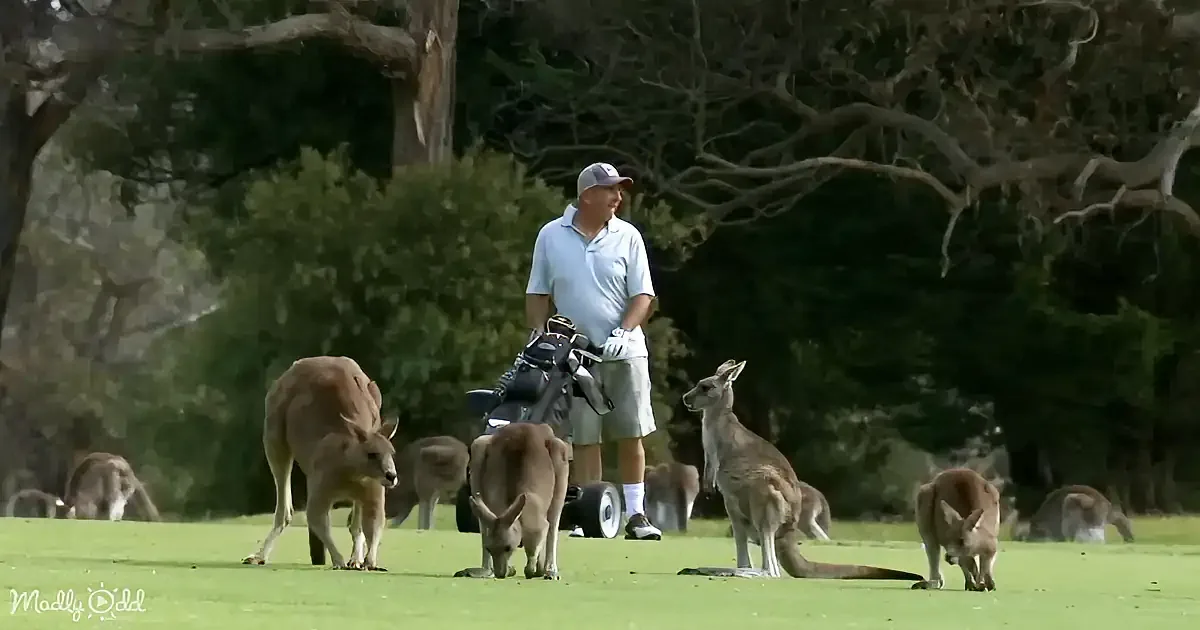 A golfer stands amidst a group of kangaroos on a golf course, surrounded by trees.