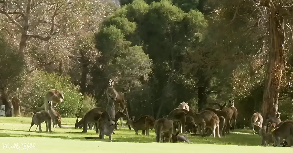 A group of kangaroos is grazing on a grassy field surrounded by trees.