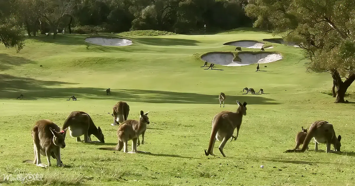 Kangaroo Takeover! Aussie Golf Course Swarmed by Roos in Viral Video