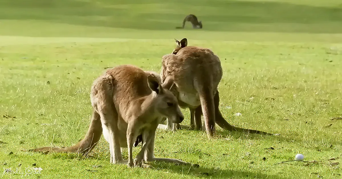 Two kangaroos stand on a grassy field, one facing forward, the other partially obscured.