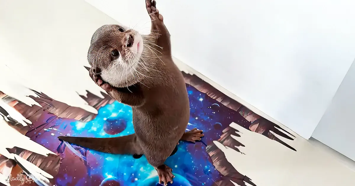 An otter is hanging upside down from a ceiling with a cosmic mural beneath it.