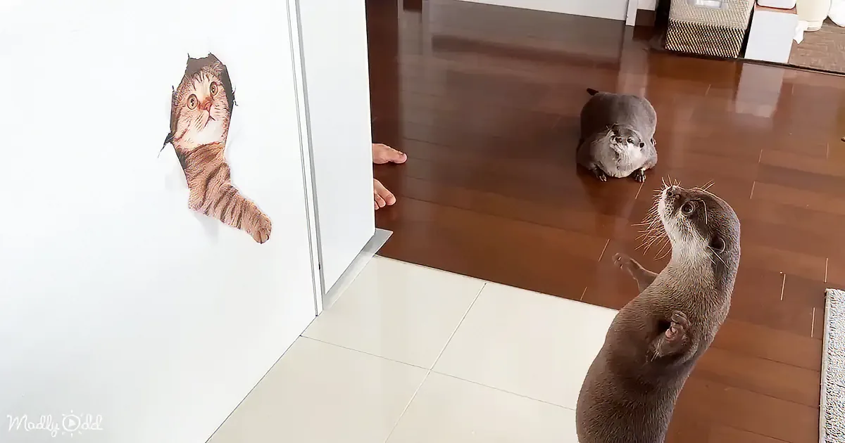 An otter stands on its hind legs, looking up at a cat sticker on a white door.