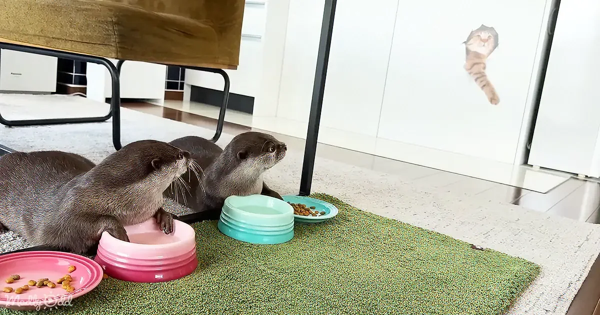 Two otters are eating from bowls on a green mat in a room with a cat sticker on the wall.