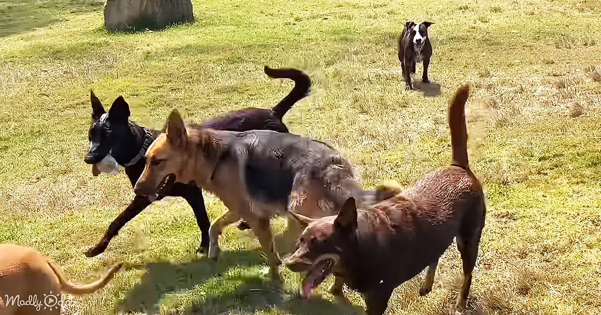 Five dogs of various breeds and colors are running and playing in a grassy field on a sunny day.