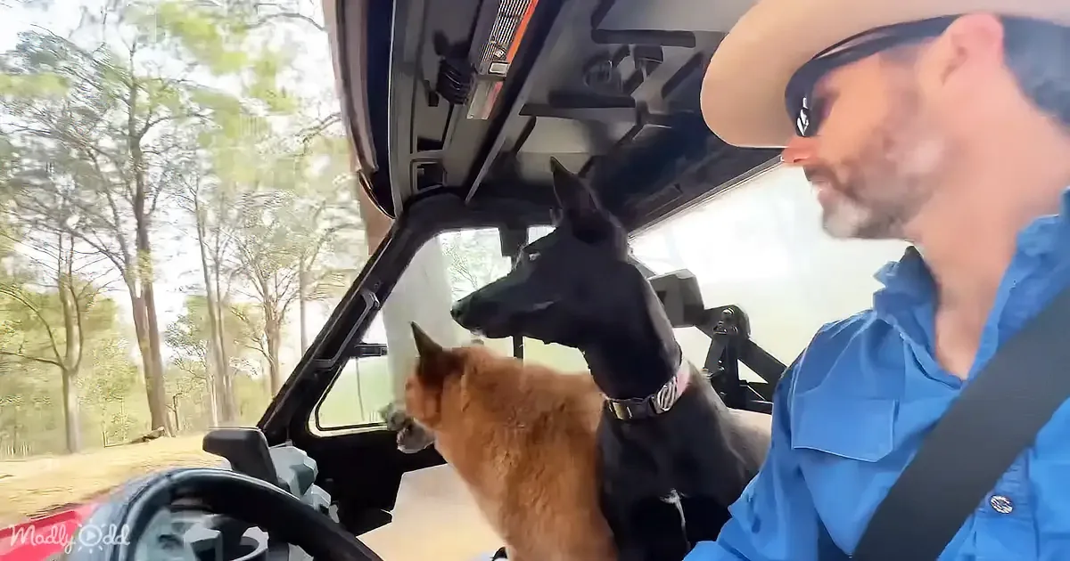 This Rescue Malinois Puppy Desperately Wants His Pacifier