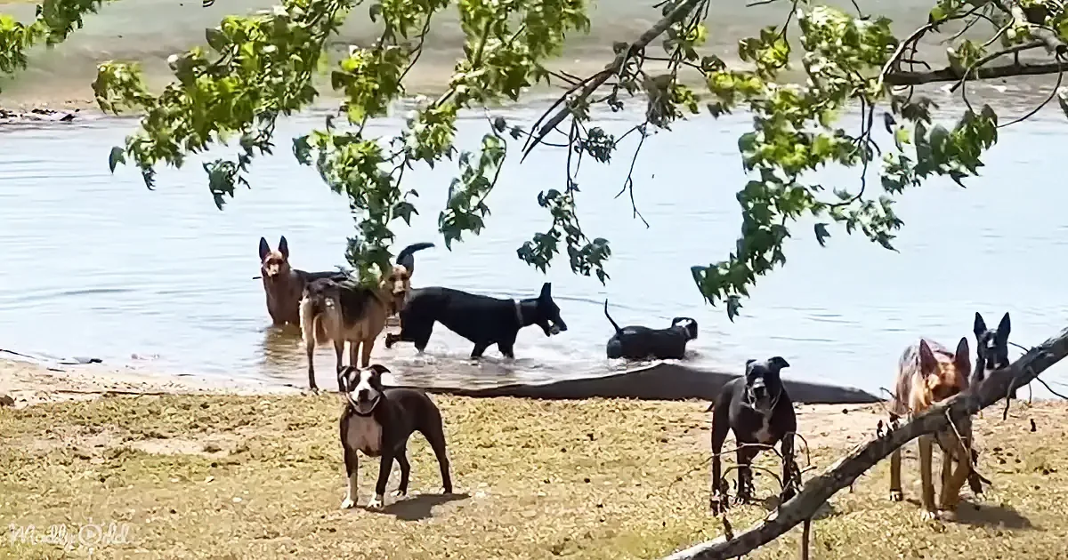 Several dogs, including a pit bull, are playing in and around a body of water near a tree.