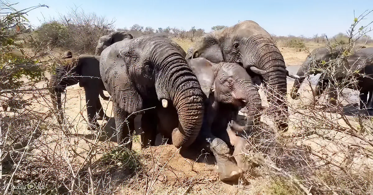 Elephants gather in a dry, shrub-filled area, some with tusks, under a clear blue sky.