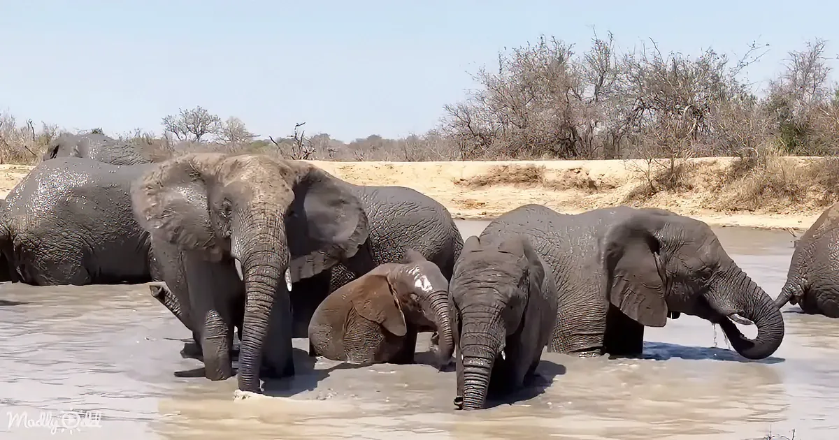 Elephants gather in shallow water, some standing, others partially submerged, with dry land and sparse trees in the...