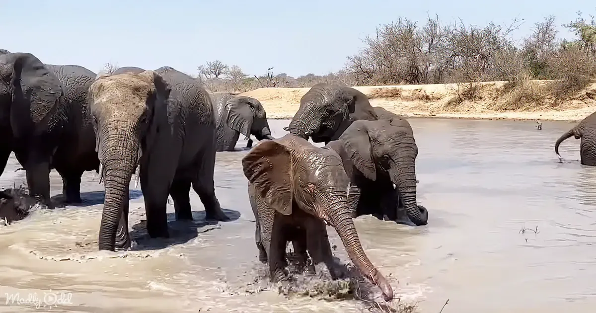 Adorable Elephant Calf's Playtime Will Make You Smile - Wait for the Hugs