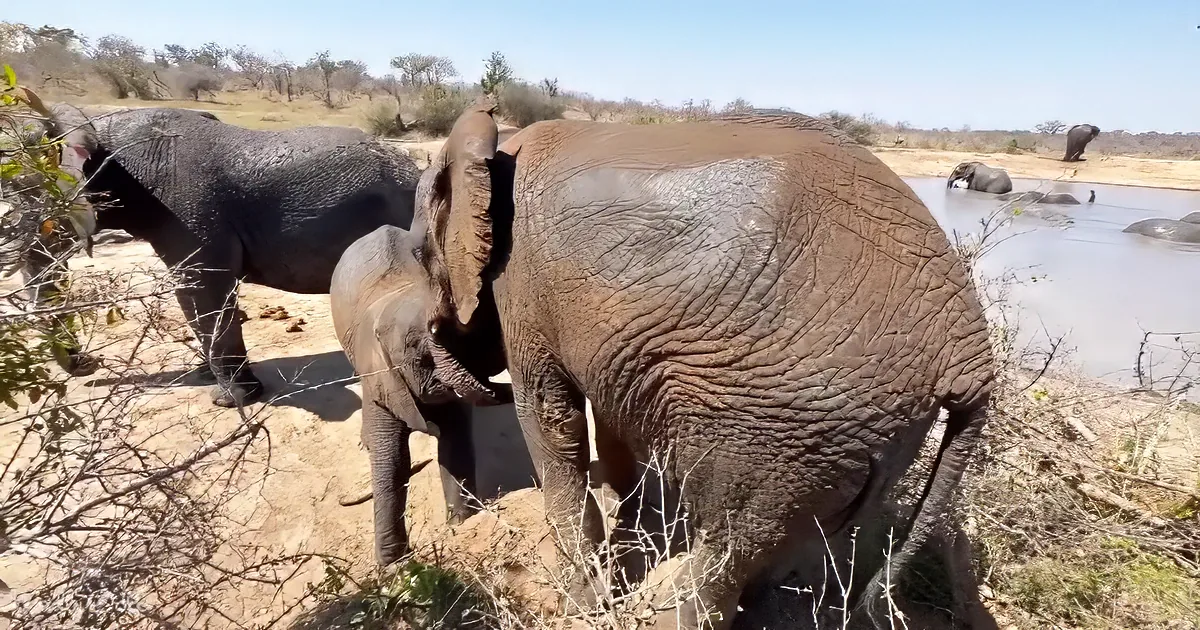 A family of elephants, including a baby, stands near a watering hole in a dry, bushy landscape.