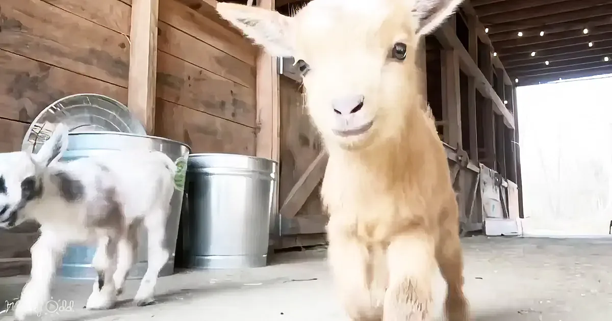 A curious baby goat stands in a barn, looking directly at the camera, with another goat nearby.