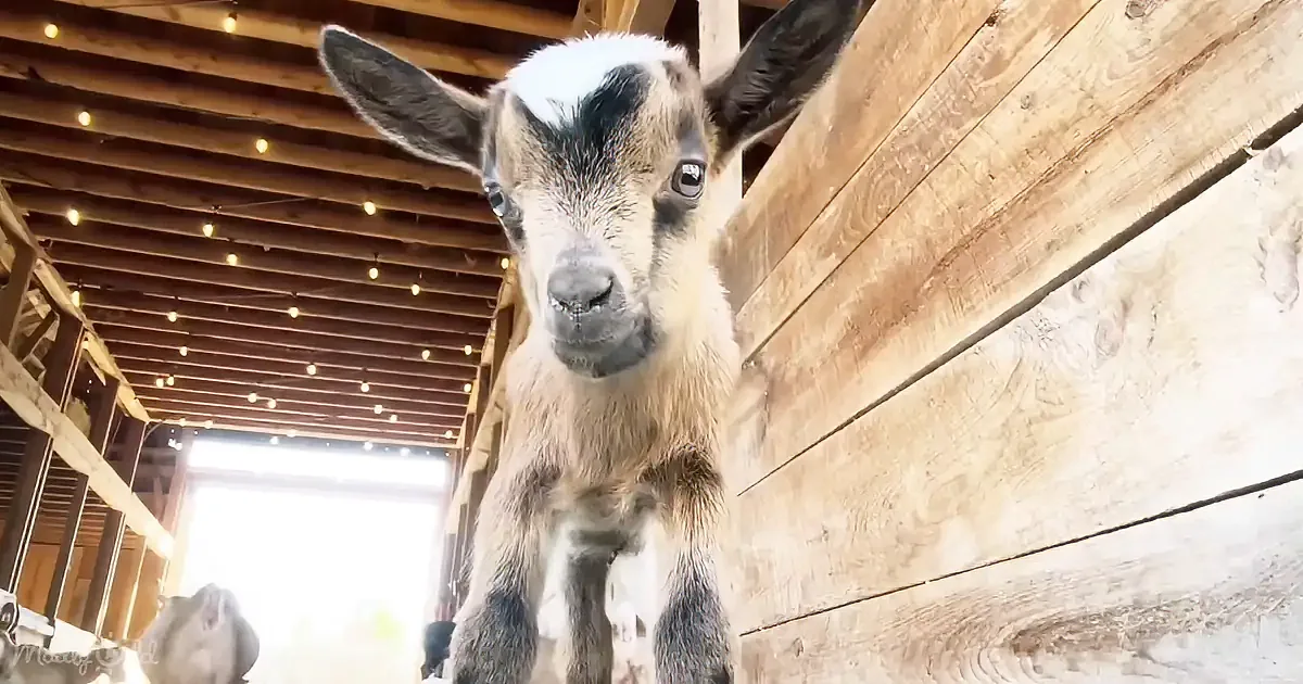 A curious young goat with black markings and white fur stands in a wooden barn, looking directly at the camera.