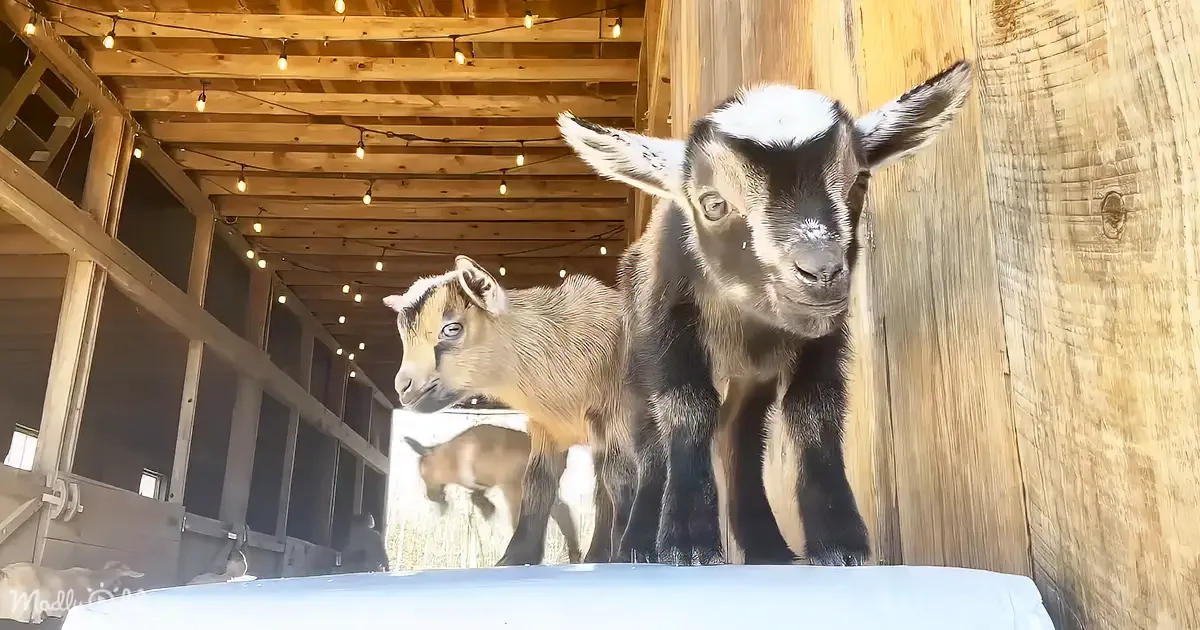Curious Baby Goats Brighten the Barn With Playful Antics