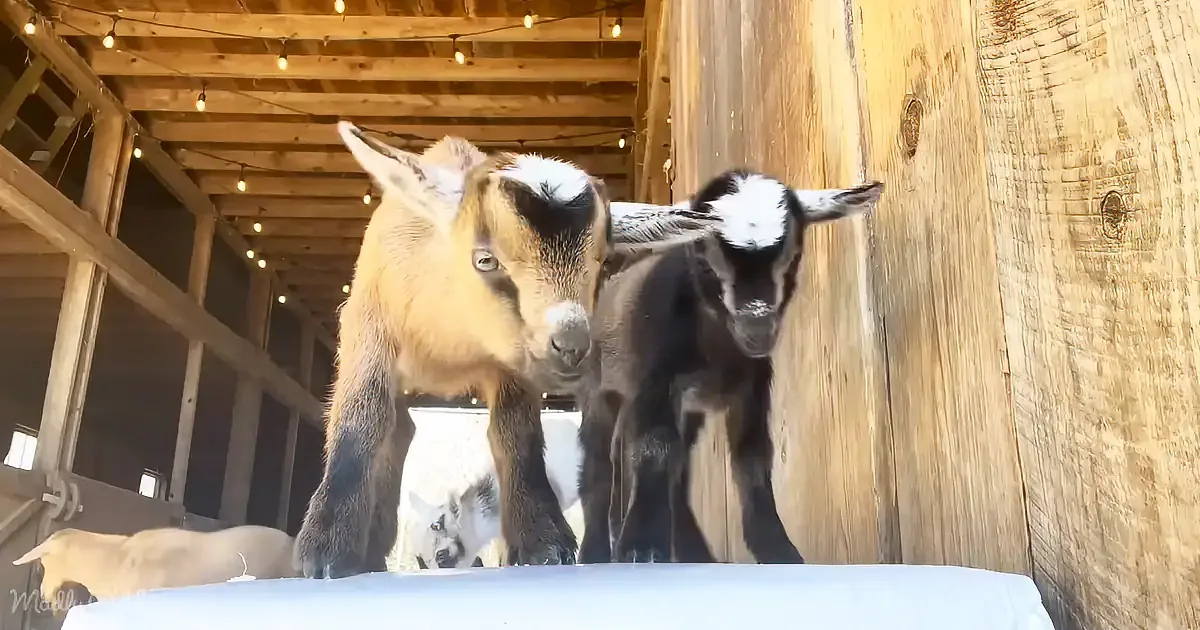 Two goats with distinctive markings stand in a barn, one light brown and white, the other dark brown and white.