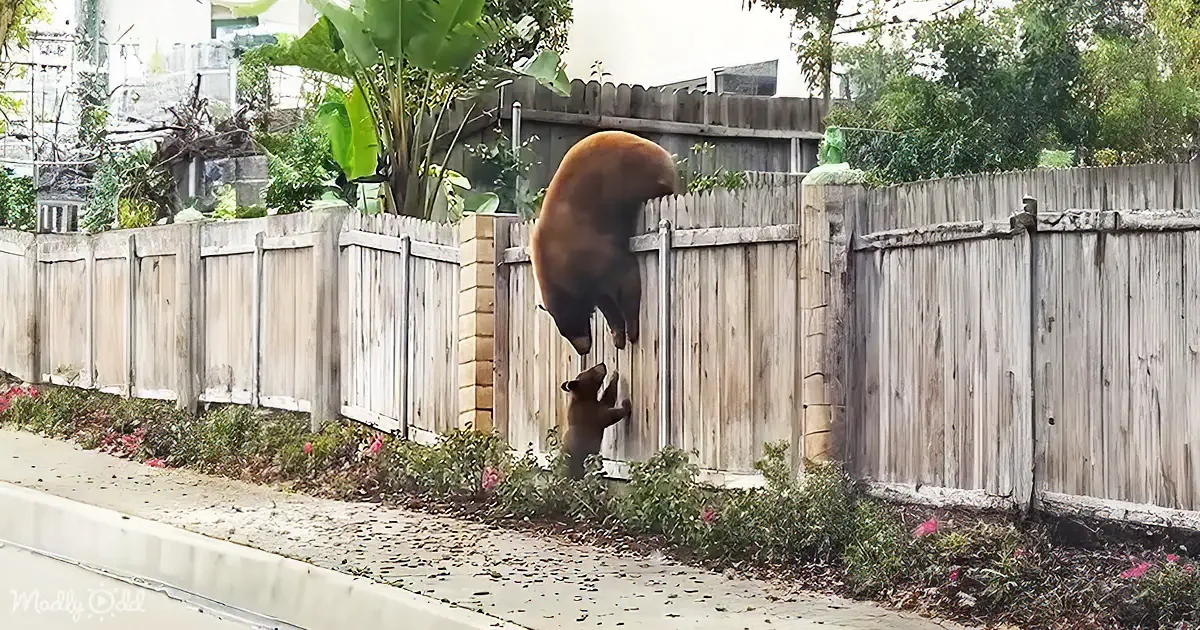 Mama Bear Refuses to Leave Her Beloved Cubs Behind