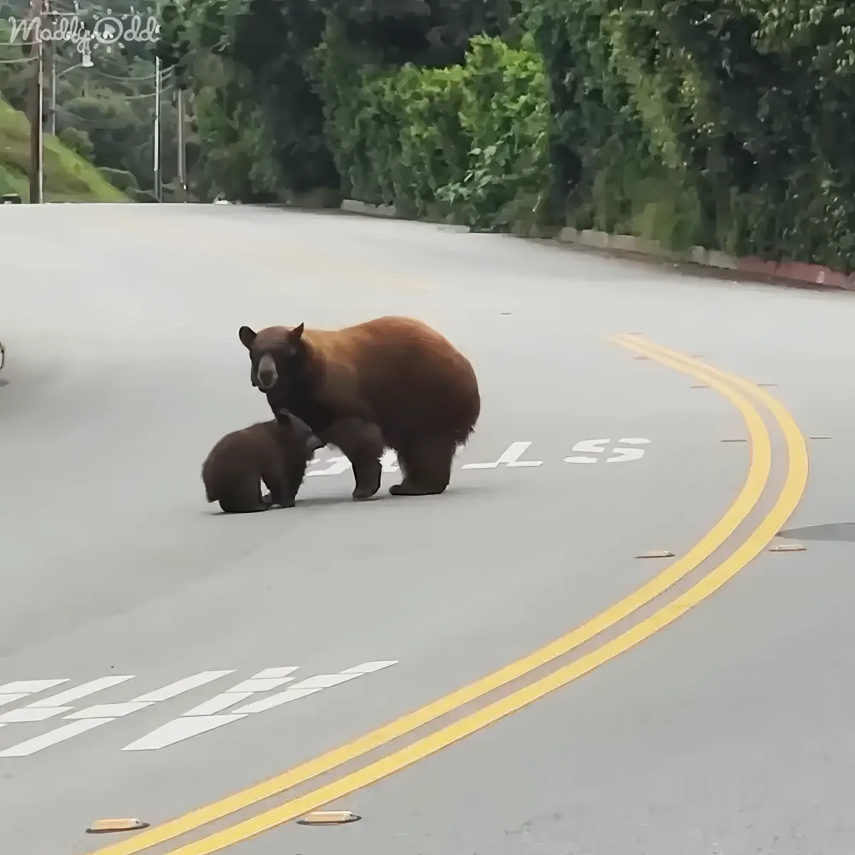 A bear and its cub are crossing a road with a yellow line and white text.