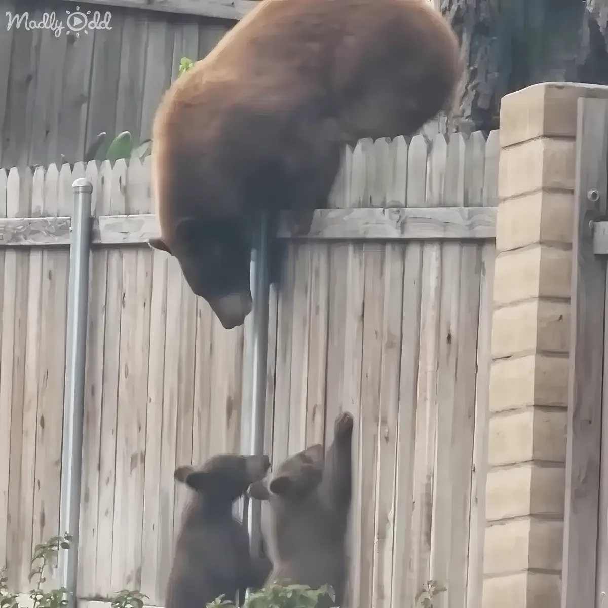 A bear is hanging from a pole, reaching down towards another bear on the ground near a wooden fence.