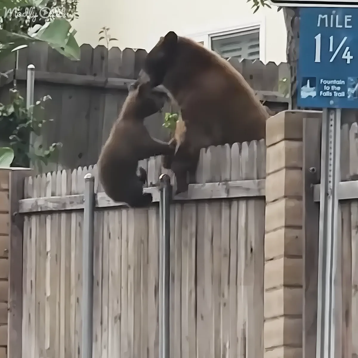 A bear is perched on a wooden fence, seemingly scratching its head with its paw.
