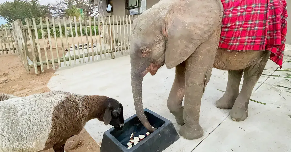 An elephant and a sheep share a moment, both reaching for food in a bowl.