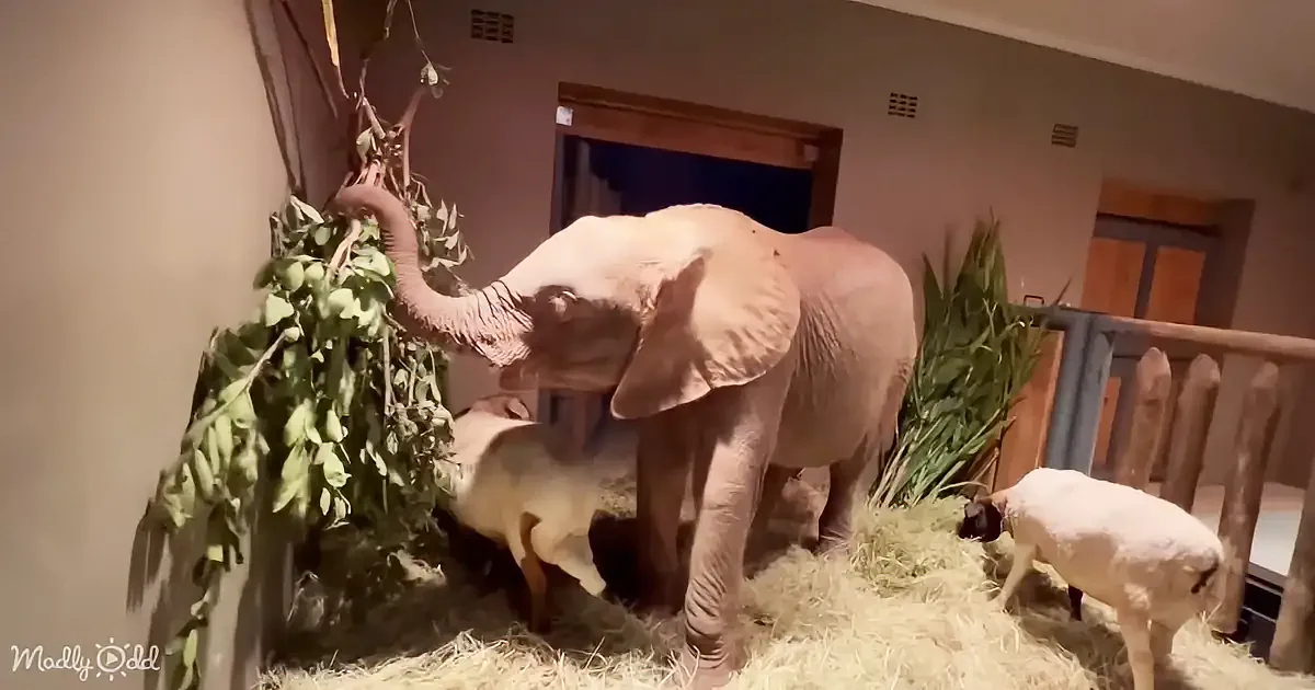An elephant stands amidst hay, reaching for leaves, with two sheep nearby in a room.