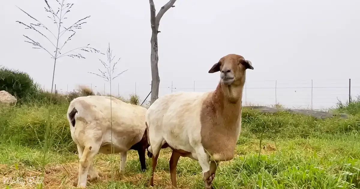 Two sheep stand in a grassy field, one facing forward, the other turned away, with a tree and fence in the background.