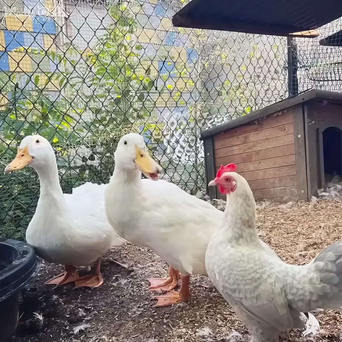 Two white ducks and a white chicken stand together in a fenced area with a wooden coop and a black feeder.