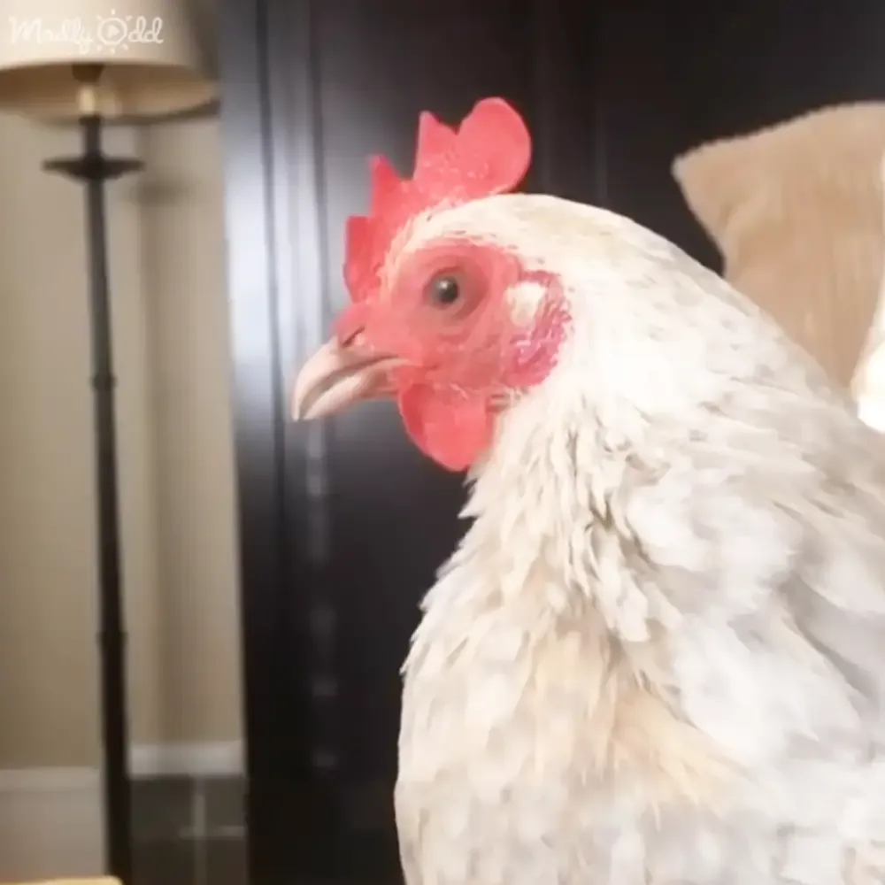 A white chicken with a red comb and wattle is in a room with a lamp and dark door.