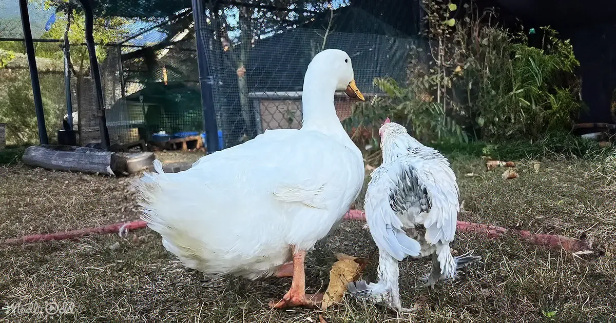 Lonely Chicken Discovers Joyful Companionship in Feathered Friends'' Embrace