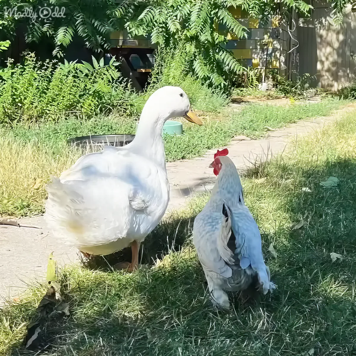 A white duck and a light blue chicken stand on grass near a path, surrounded by greenery.
