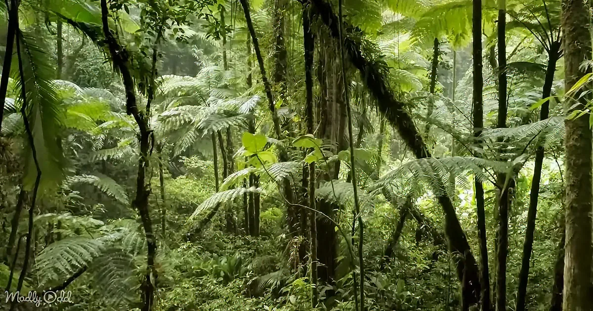 Lush green tropical forest with dense foliage, tall trees, and vibrant plant life.