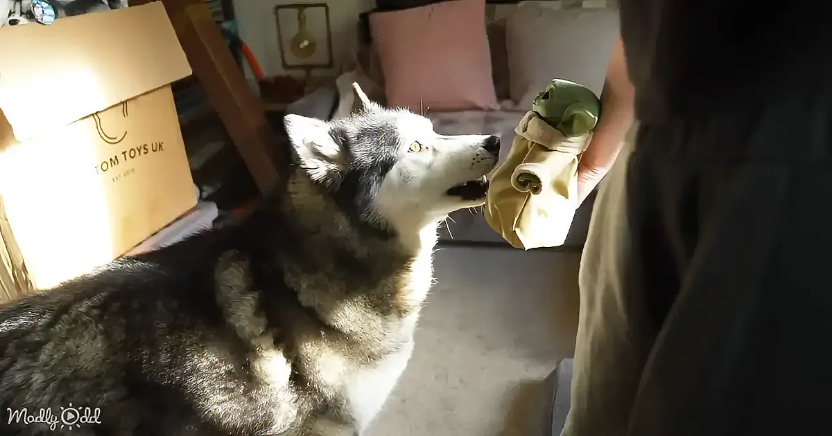 A husky dog eagerly reaches for a stuffed toy held by a person in a cozy room.