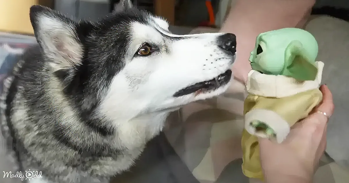 A husky dog looks at a person holding a green toy resembling Yoda from Star Wars.