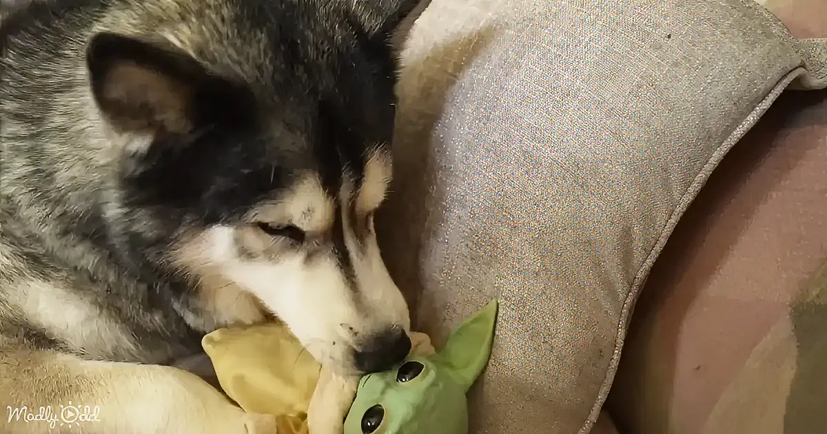 A husky dog is sleeping peacefully with a green stuffed toy, nestled on a beige cushion.