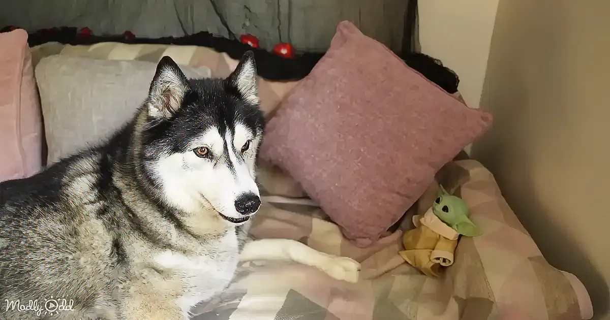 A husky dog with striking eyes sits on a cozy bed with pillows and a Yoda plush toy.