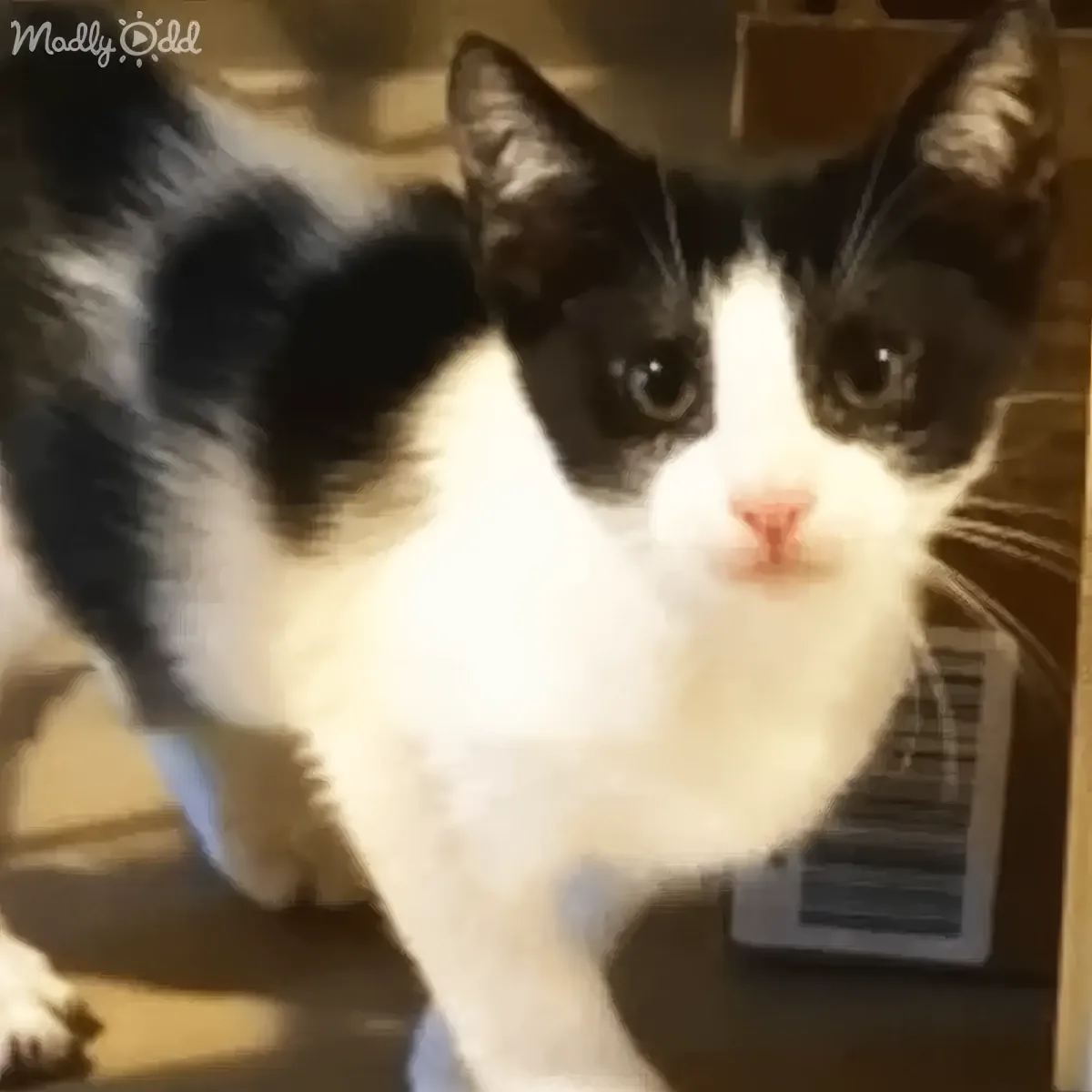 A black and white cat with a pink nose is sitting on a surface, looking directly at the camera.