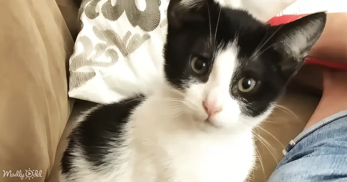 Kitten Cruelly Dumped in Sealed Box in Trash Goes to Loving Home
