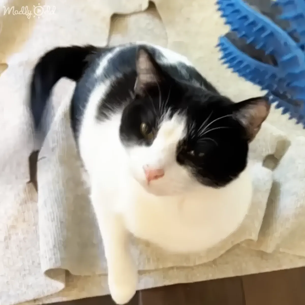 A black and white cat with a white chest and black markings is lying on a textured surface, looking up.