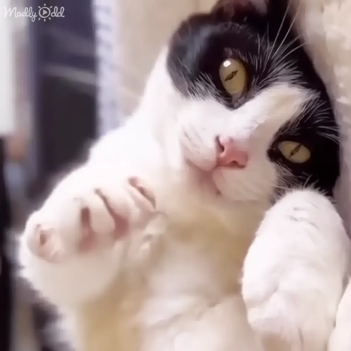 A black-and-white cat with striking yellow eyes is playfully pawing at the camera.