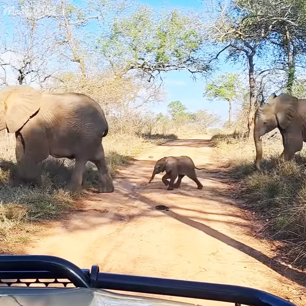 A baby elephant walks across a dirt road, flanked by two adult elephants, with a vehicle's roof visible in the foreground.
