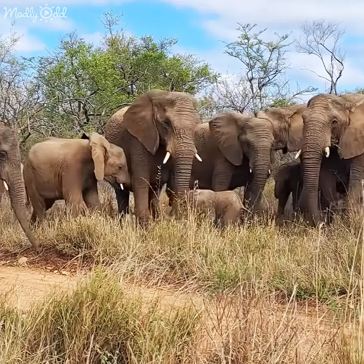 A herd of elephants, including a baby, stands in a grassy area with trees in the background.