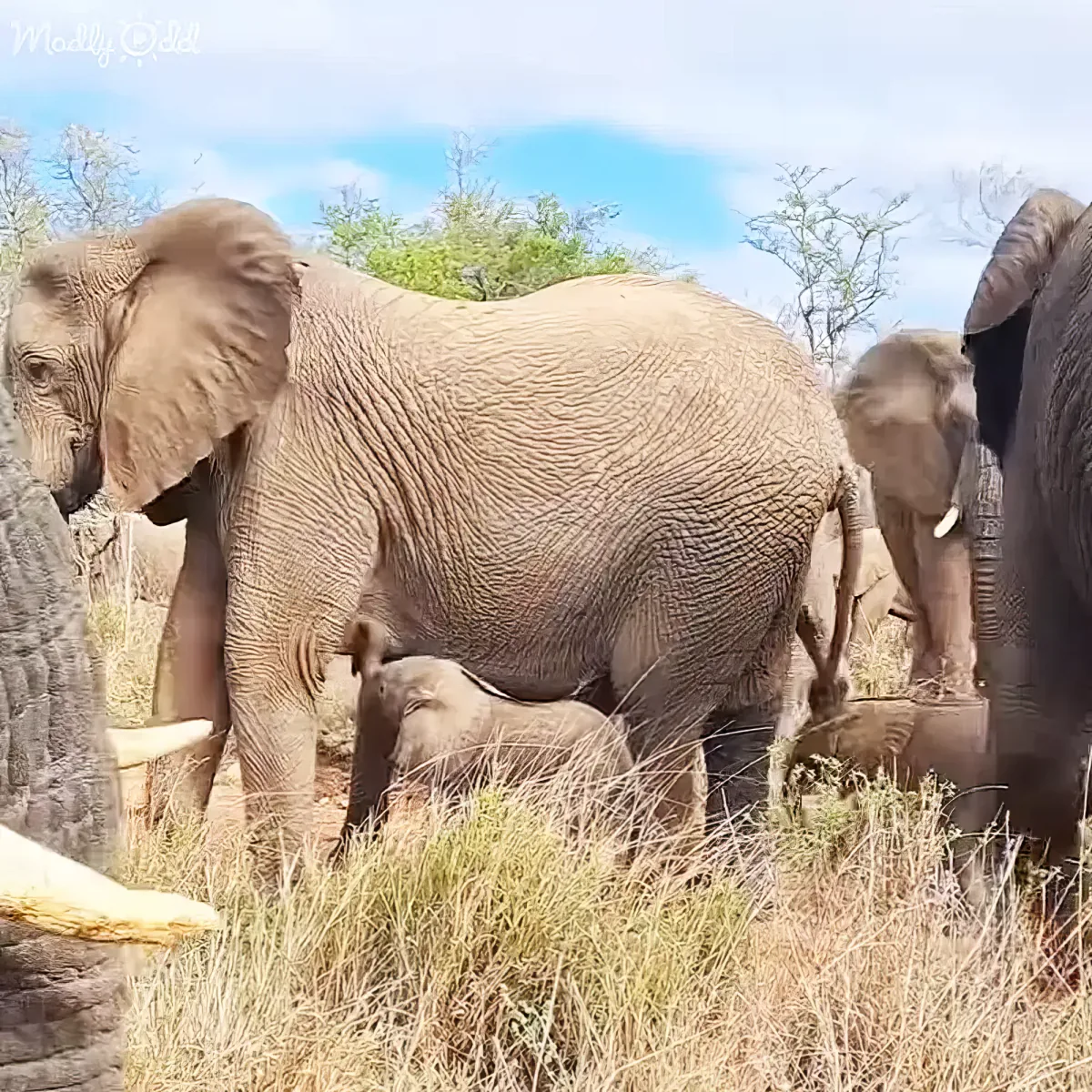 A large elephant stands in a grassy field with a baby elephant nursing, surrounded by other elephants and trees.