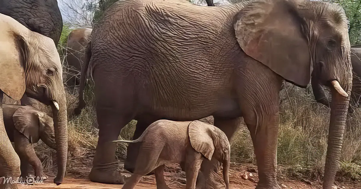 Adorable Twin Elephant Calves and Albino Newborn Steals Heart