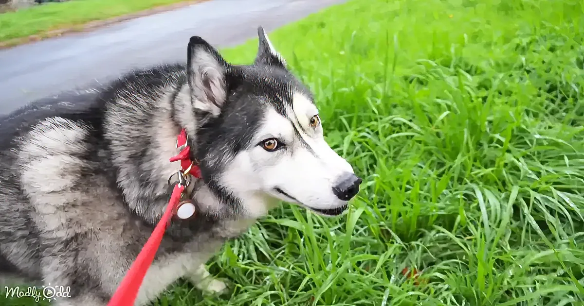 A husky dog with a red collar and leash sits on grass, gazing to the side.
